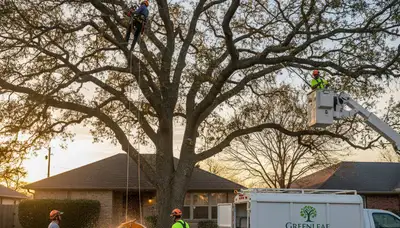 Arborist pruning oak tree branches in Columbia, MO for Chop Chop Tree professional tree service