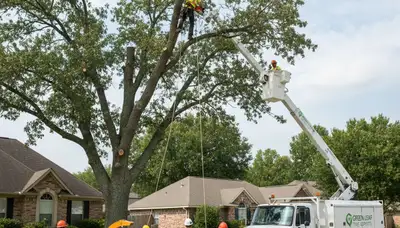 Professional arborists performing safe tree removal in Columbia, MO backyard