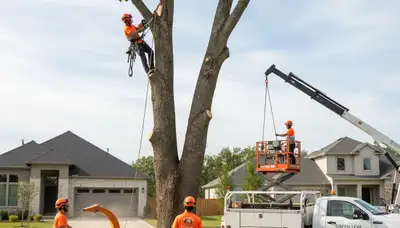 Professional tree removal service in Columbia, MO by Chop Chop Tree experts