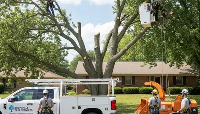 Professional tree removal service in Columbia, MO safely clearing large trees for homeowners
