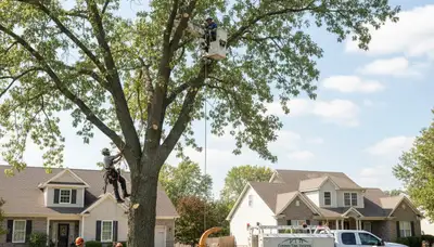 Professional tree removal service in Columbia MO by certified arborists