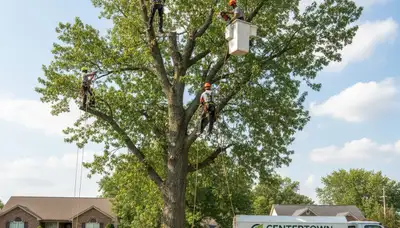 Professional tree removal service in Columbia, MO by certified arborists safely clearing trees