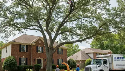 Professional tree removal service in Columbia, MO by certified arborists