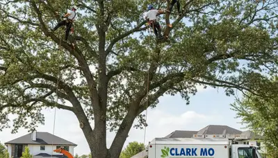 Professional tree removal service in Columbia, MO safely cutting and clearing large oak trees