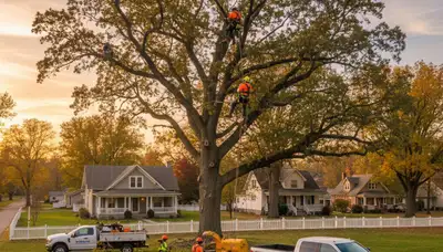 Professional tree removal service in Columbia, MO by certified arborists at Tree Services Columbia MO