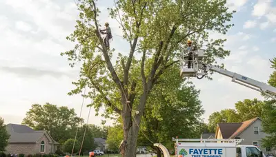 Professional tree removal service in Columbia, MO by certified arborists