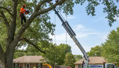 Professional tree removal service in Columbia, MO by certified arborists at treeservicescolumbiamo.com