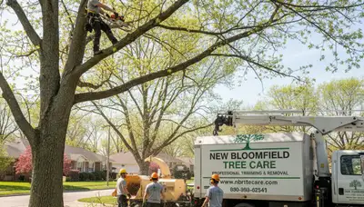 Professional tree removal service in Columbia, MO by certified arborists