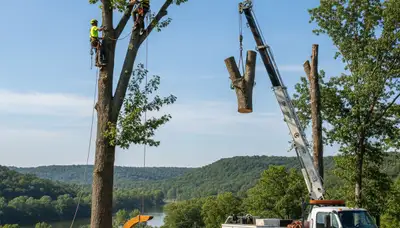 Professional tree removal service in Columbia MO by certified arborists