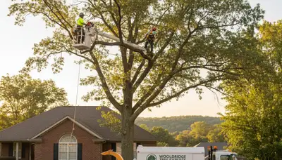 Professional tree removal service in Columbia, MO by expert arborists at Tree Services Columbia MO