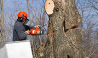 Tree Removal in Columbia MO